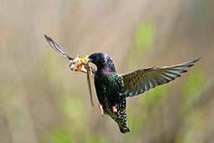 Star - Zum Vergroessern klicken!